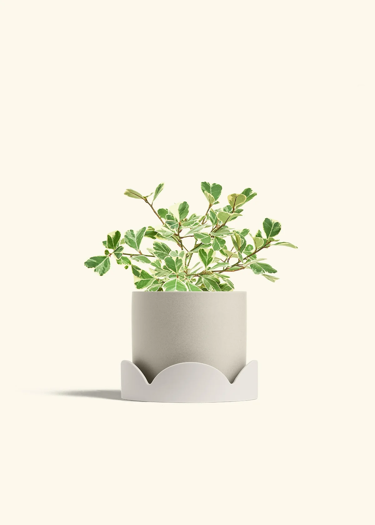 Product image 67