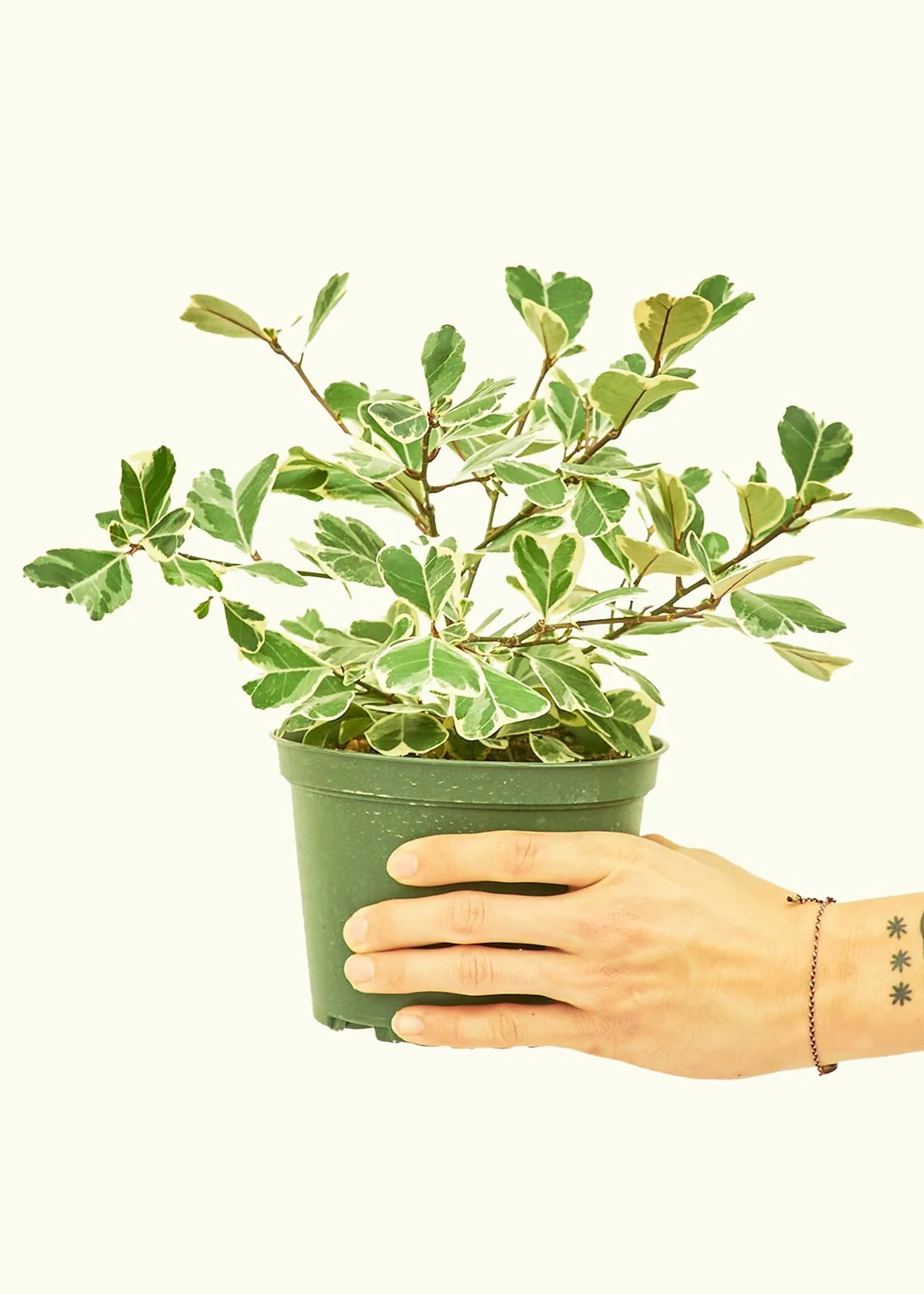 Product image 69