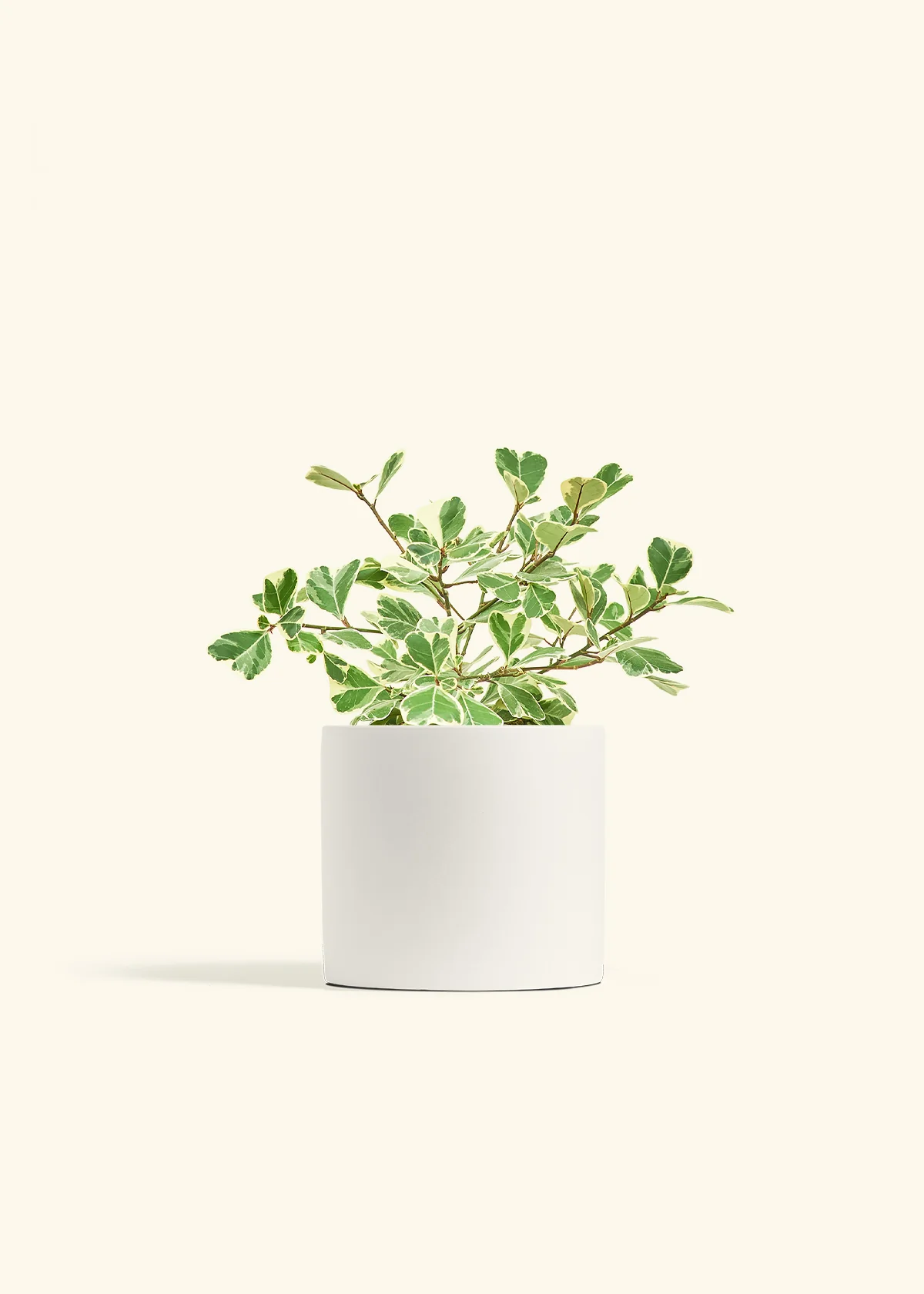 Product image 70