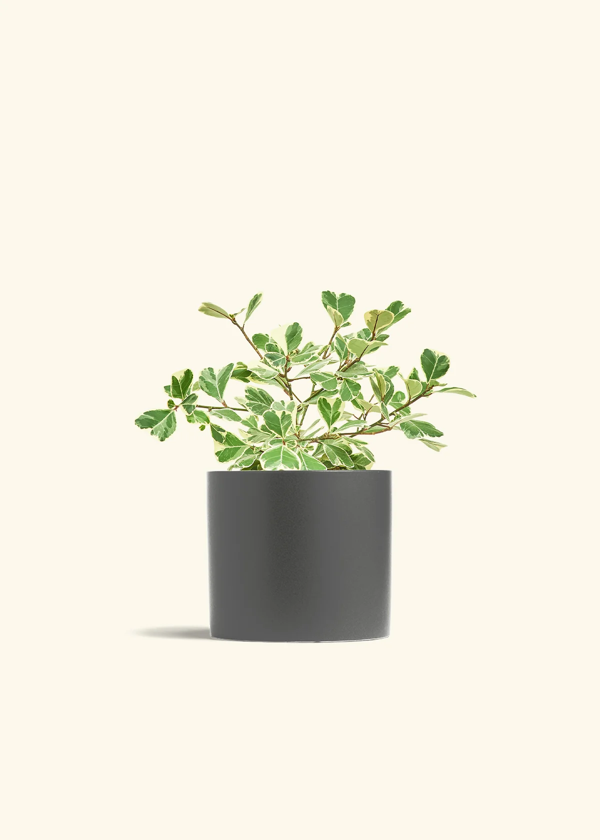 Product image 72
