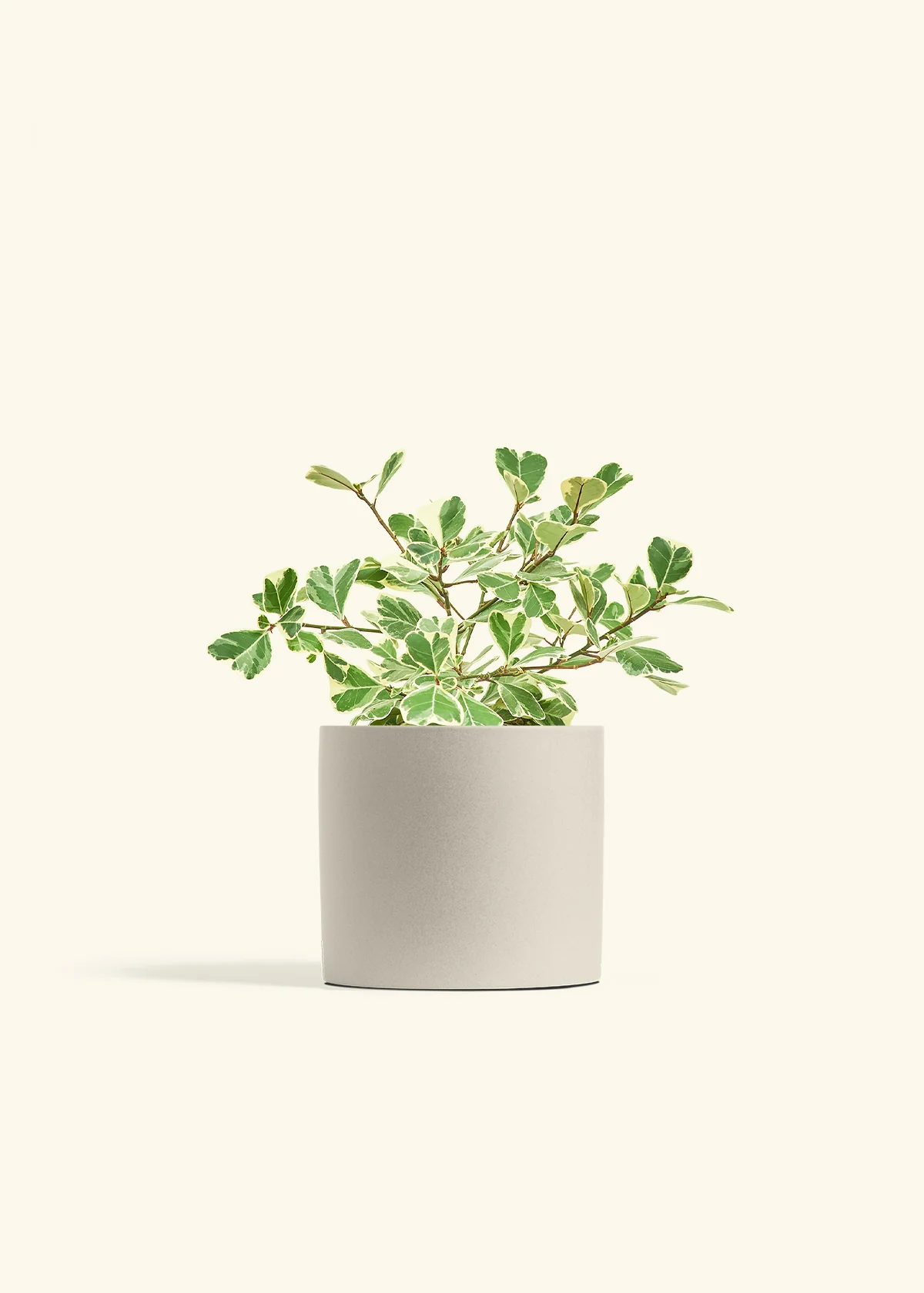 Product image 73