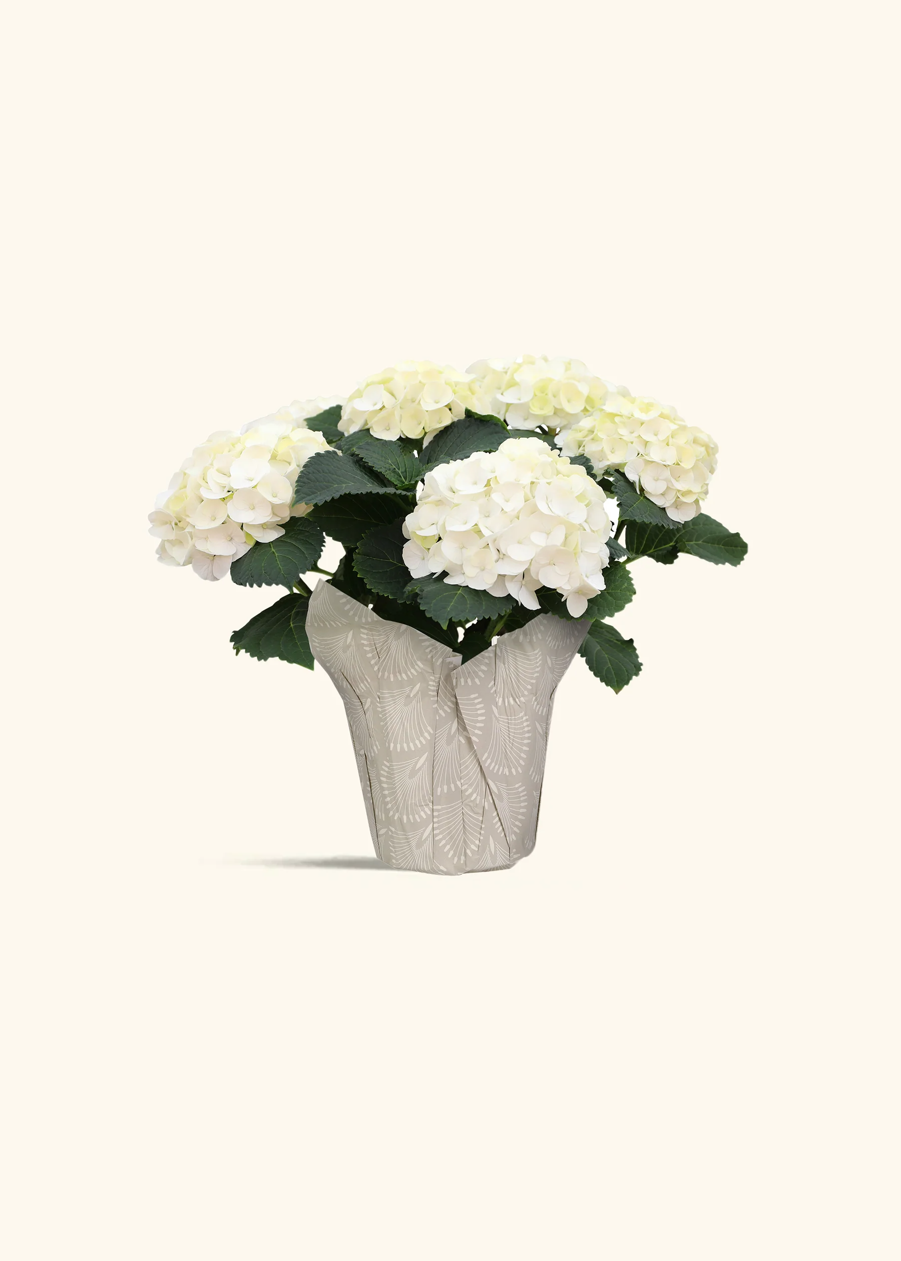 Mother's Day Plants